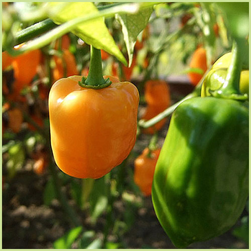 ピーマン・パプリカ・ししとう・唐辛子（トウガラシ）など家庭菜園用の野菜苗の販売店