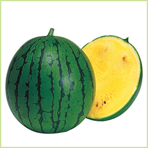 スイカ（西瓜）・メロンなど家庭菜園用の苗の販売店