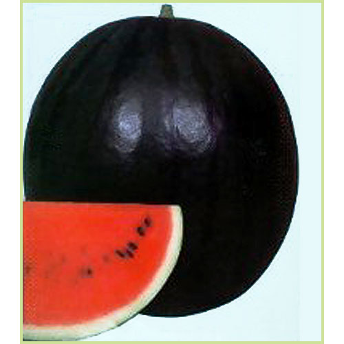 スイカ（すいか・西瓜）・メロンなど家庭菜園用の苗の販売店