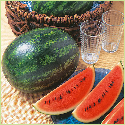 スイカ（すいか・西瓜）・メロンなど家庭菜園用の苗の販売店