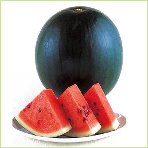 スイカ（すいか・西瓜）・メロンなど家庭菜園用の苗の販売店