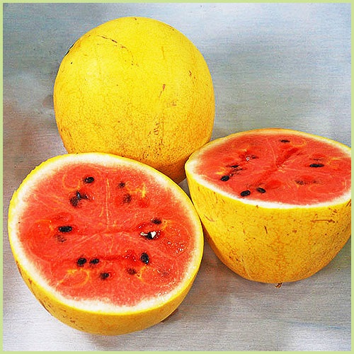 スイカ（すいか・西瓜）・メロンなど家庭菜園用の苗の販売店