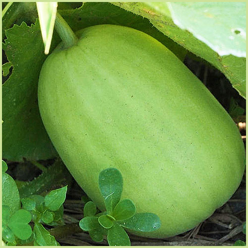 スイカ（すいか・西瓜）・メロンなど家庭菜園用の苗の販売店