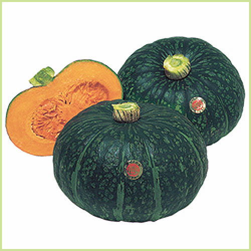 南瓜（カボチャ・かぼちゃ）・冬瓜（とうがん、トウガン）など家庭菜園の苗の販売店