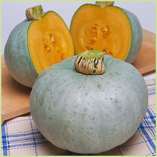 南瓜（カボチャ・かぼちゃ）・冬瓜（とうがん、トウガン）など家庭菜園の苗の販売店