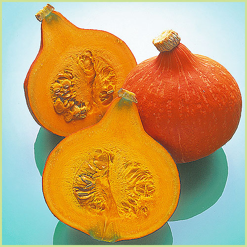 南瓜（カボチャ・かぼちゃ）・冬瓜（とうがん、トウガン）など家庭菜園の苗の販売店