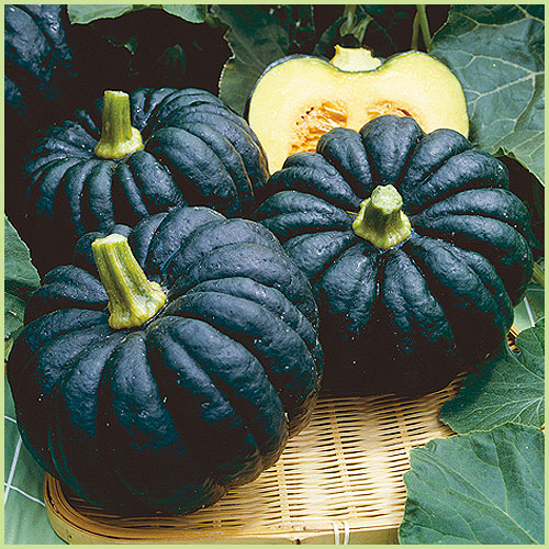 南瓜（カボチャ・かぼちゃ）・冬瓜（とうがん、トウガン）など家庭菜園の苗の販売店