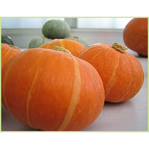 南瓜（カボチャ・かぼちゃ）・冬瓜（とうがん、トウガン）など家庭菜園の苗の販売店