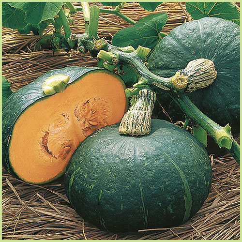 南瓜（カボチャ・かぼちゃ）・冬瓜（とうがん、トウガン）など家庭菜園の苗の販売店