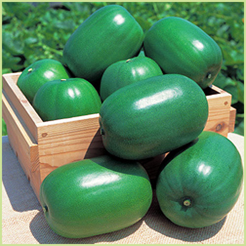 南瓜（カボチャ・かぼちゃ）・冬瓜（とうがん、トウガン）など家庭菜園の苗の販売店