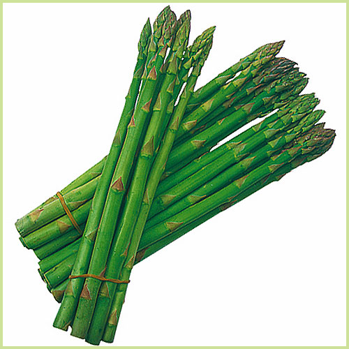 野菜苗 アスパラガス苗の販売店 花育通販 アスパラガス ガインリムの苗を販売