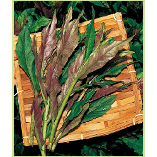 金時草（キントキソウ）の苗など家庭菜園野菜の販売店