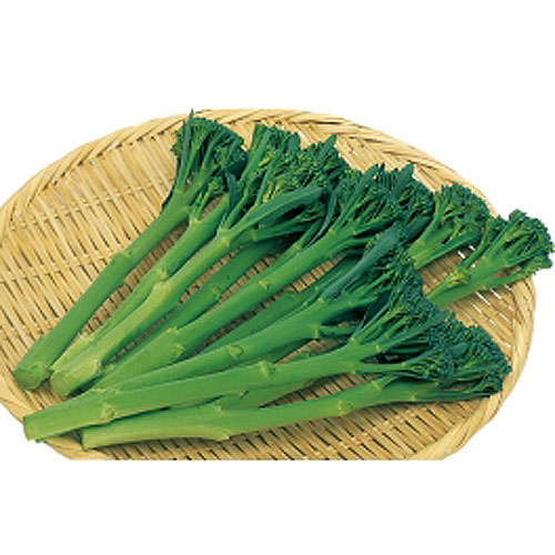 野菜苗と種 タネ の販売店 花育通販 茎ブロッコリー スティックセニョールの苗 5苗セット を販売 野菜苗と種 タネ の販売店 花育通販 茎ブロッコリー スティックセニョールの苗 5苗セット を販売