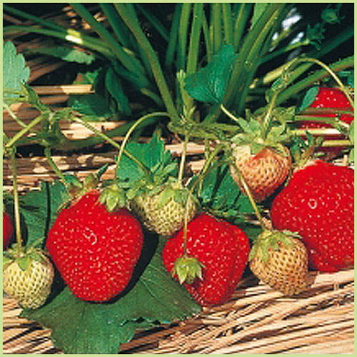 苺（イチゴ・いちご）苗の販売店