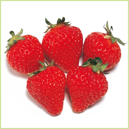 苺（いちご・イチゴ）苗の販売店【花育通販】 豊の香（とよのか）の苗を販売