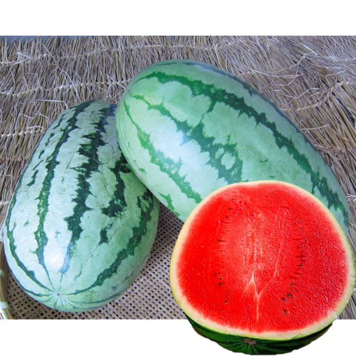 家庭菜園野菜苗の販売店【花育通販】黒部西瓜（すいか・スイカ）の苗を販売