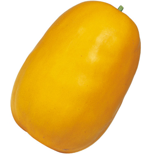 家庭菜園野菜苗の販売店【花育通販】マクワウリの苗を販売