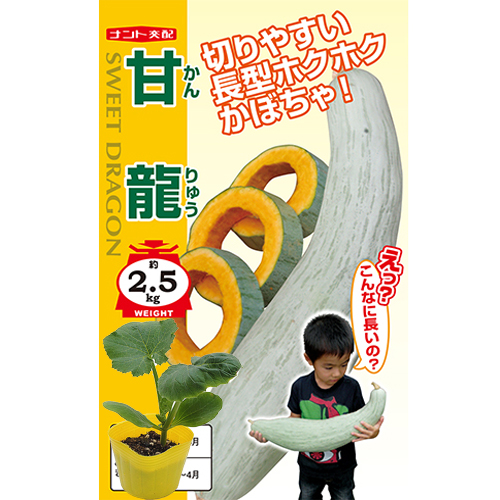 家庭菜園野菜苗の販売店【花育通販】南瓜（かぼちゃ・カボチャ）の苗を販売