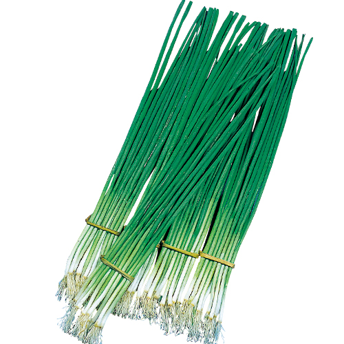 あさつきの球根を販売 花育通販 健康野菜苗 種の販売店