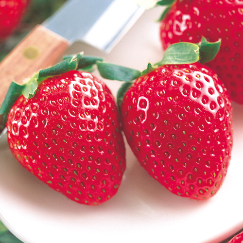 苺（イチゴ・いちご）おいCベリーの苗を販売【花育通販】