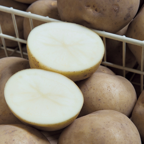 ジャガイモ じゃがいも きたかむいの種芋を販売 花育通販