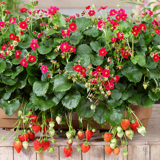 苺（イチゴ）ローズベリーの苗を販売【花育通販】