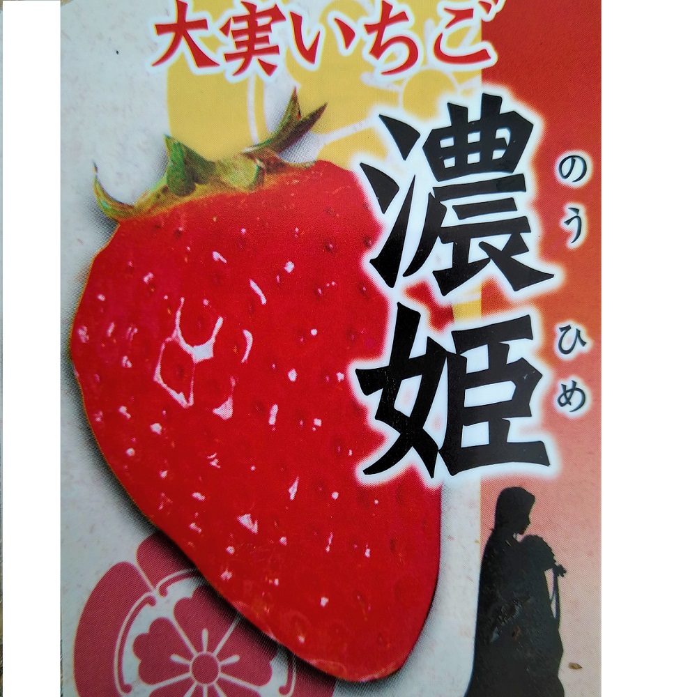 いちご苗濃姫60個セット 専用出品！ いちご苗 濃姫 3寸60個セット ポットのまま発送 イチゴ苗