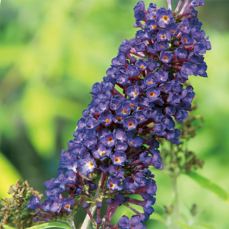 ブットレア・アドニスブルーの苗