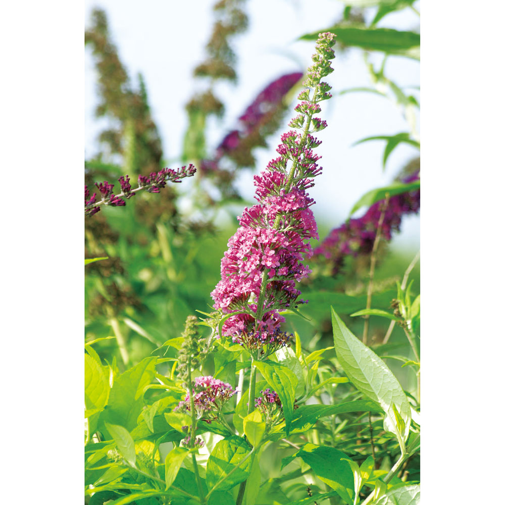 ブットレア・ピンクパールの苗