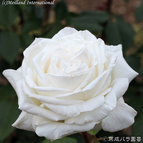 薔薇 ばら 接ぎ木大苗 販売店 花育通販 薔薇 バラ の苗木 ビブ ラ マリエを販売