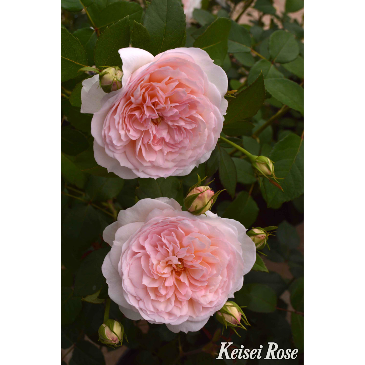 花木 庭木の 花育通販 薔薇 バラ の苗木 プリンセス ヴェールを販売