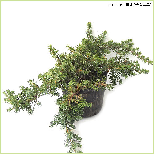 コニファー（針葉樹・常緑樹）苗木の販売店
