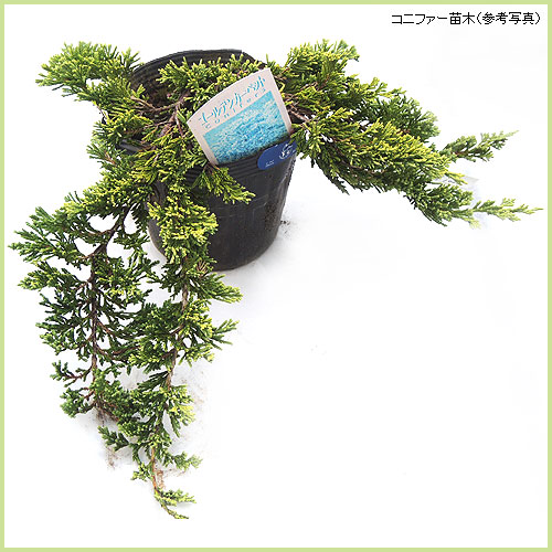 花木 庭木の販売店 花育通販 コニファー苗木 ゴールデンカーペットを販売