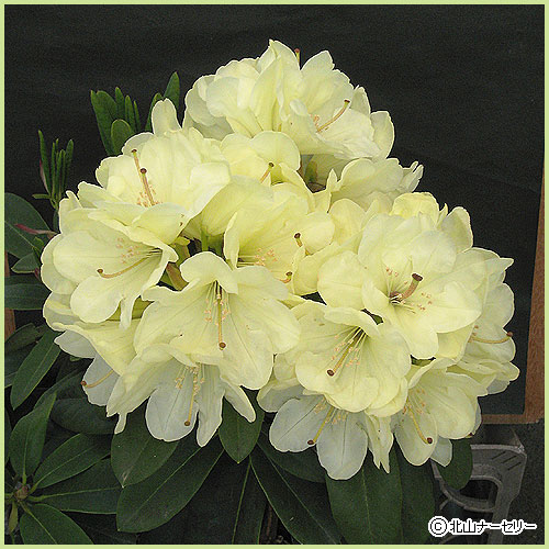 花木 庭木の販売店 花育通販 石楠花 シャクナゲ 苗木 ウィリアムキング 6号鉢植え を販売 花木 庭木の販売店 花育通販 石楠花 シャクナゲ 苗木 ウィリアムキング 6号鉢植え を販売