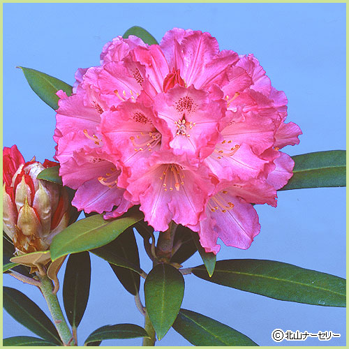 花木 庭木の販売店 花育通販 石楠花 シャクナゲ 苗木 ミセスジョイナー 6号鉢植え を販売