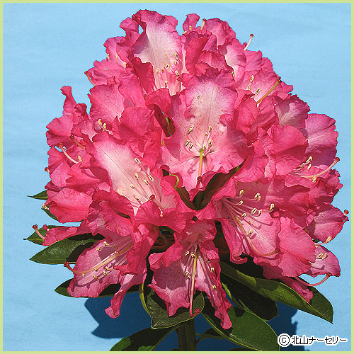 花木 庭木の販売店 花育通販 石楠花 シャクナゲ 苗木 火祭を販売 花木 庭木の販売店 花育通販 石楠花 シャクナゲ 苗木 火祭を販売