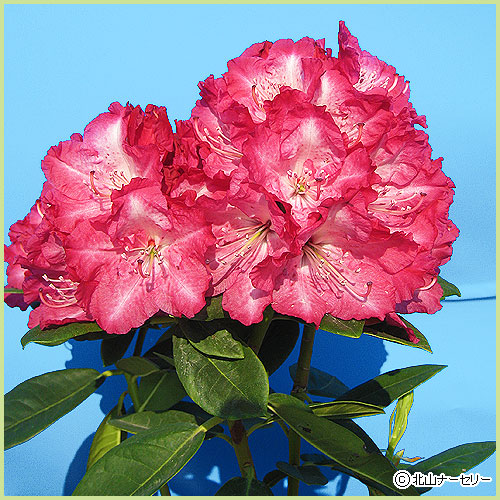 花木 庭木の販売店 花育通販 石楠花 シャクナゲ 苗木 紅小町 6号鉢植え を販売 花木 庭木の販売店 花育通販 石楠花 シャクナゲ 苗木 紅小町 6号鉢植え を販売