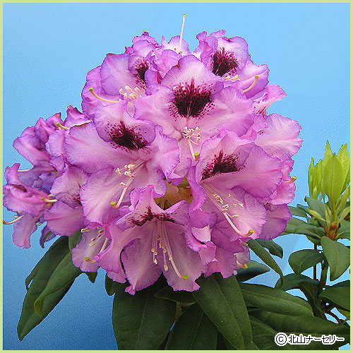 花木 庭木の販売店 花育通販 石楠花 シャクナゲ 苗木 紫炎 6号鉢植え を販売 花木 庭木の販売店 花育通販 石楠花 シャクナゲ 苗木 紫炎 6号鉢植え を販売