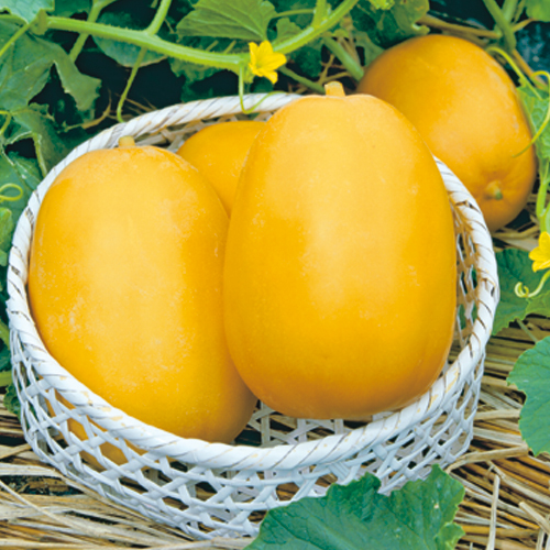 家庭菜園のマクワウリの種販売店【花育通販】