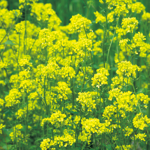 種（タネ）の販売店【花育通販】景観用植物「緑肥用しろからしな・黄花のちから」の種（タネ）