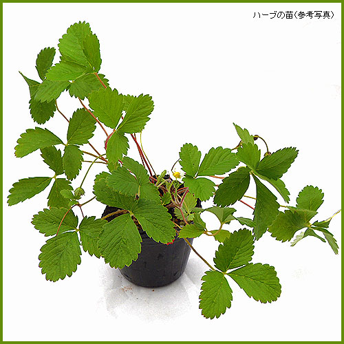 ハーブ（香草）の苗を販売