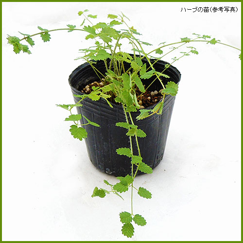 ハーブ 香草 苗なら 花育通販 サラダバーネットの苗を販売