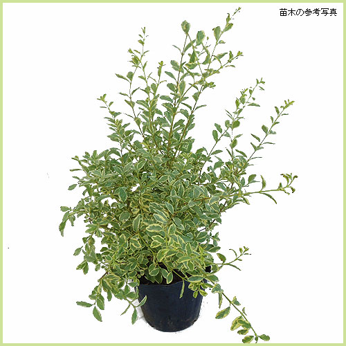 花木 庭木の販売店 花育通販 シルバープリペットの苗木を販売