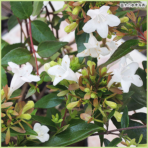 アベリアの苗木を販売