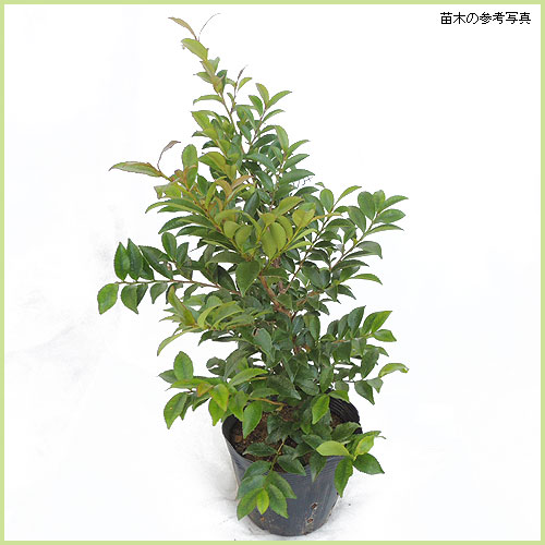 ヒサカキの苗木を販売