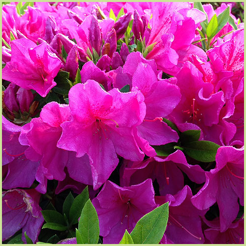 ツツジ・皐月（サツキ）等、家庭園芸用の花木・庭木の販売店