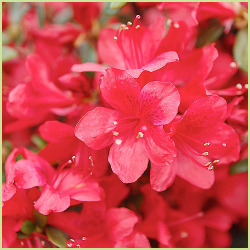 ツツジ・皐月（サツキ）等、家庭園芸用の花木・庭木の販売店