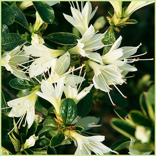 ツツジ・皐月（サツキ）等、家庭園芸用の花木・庭木の販売店