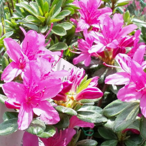 ツツジ苗木販売店【花育通販】伊勢路サツキの苗を販売