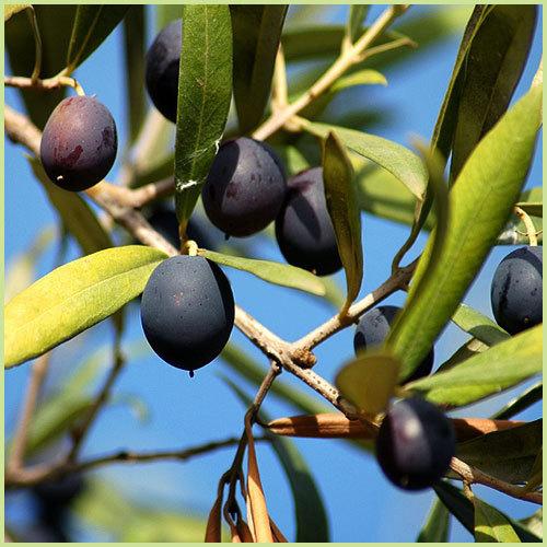 オリーブの苗木　おまかせ２品種　受粉樹セット